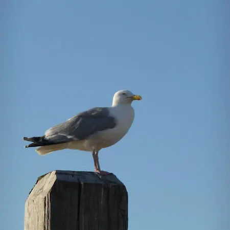 Lägenhet Strandhafer Iv - #125091 Norddeich (Norden)